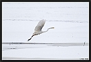 Grote Zilverreiger, Great Egret, Ardea alba Location: Wierden, the Netherlands Grote Zilverreiger MG 0036 kopie
